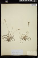 Thumbnail for <i>Tillandsia recurvata</i> <i></i> …