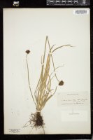 Thumbnail for <i>Carex </i> <i></i> …