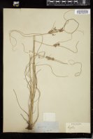 Thumbnail for <i>Cyperus elegans</i> <i></i> …