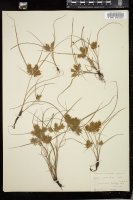 Thumbnail for <i>Cyperus erythrorhizos</i> <i></i> …