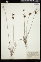 Thumbnail for <i>Cyperus houghtonii</i> <i></i> …