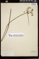 Thumbnail for <i>Cyperus haspan</i> <i></i> …