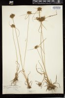 Thumbnail for <i>Cyperus nuttallii</i> <i></i> …