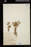 Thumbnail for <i>Cyperus nuttallii</i> <i></i> …