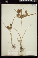 Thumbnail for <i>Cyperus strigosus</i> <i></i> …