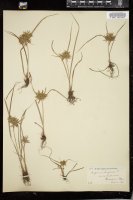 Thumbnail for <i>Cyperus strigosus</i> <i></i> …