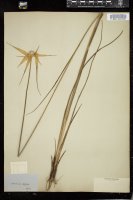 Thumbnail for <i>Rhynchospora latifolia</i> <i></i> …