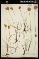 Thumbnail for <i>Eriophorum chamissonis</i> <i></i> …