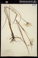 Thumbnail for <i>Eriophorum angustifolium</i> <i></i> …