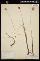 Thumbnail for <i>Eriophorum chamissonis</i> <i></i> …