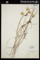 Thumbnail for <i>Eriophorum virginicum</i> <i></i> …