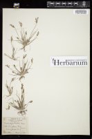 Thumbnail for <i>Fimbristylis autumnalis</i> <i></i> …