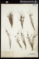 Thumbnail for <i>Bulbostylis stenophylla</i> <i></i> …