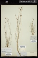Thumbnail for <i>Rhynchospora filifolia</i> <i></i> …