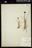 Thumbnail for <i>Juncus falcatus</i> <i></i> …