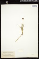 Thumbnail for <i>Juncus covillei</i> <i></i> …