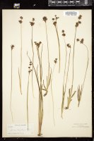 Thumbnail for <i>Juncus longistylis</i> <i></i> …