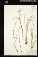 Thumbnail for <i>Juncus pelocarpus</i> <i></i> …