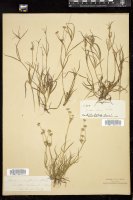 Thumbnail for <i>Juncus repens</i> <i></i> …