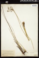 Thumbnail for <i>Juncus roemerianus</i> <i></i> …