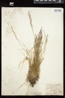 Thumbnail for <i>Agrostis canina</i> <i></i> …