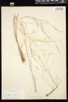 Thumbnail for <i>Agrostis scabra</i> <i></i> …