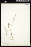 Thumbnail for <i>Polypogon viridis</i> <i></i> …