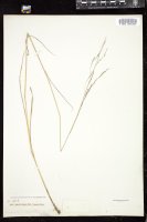 Thumbnail for <i>Agrostis capillaris</i> <i></i> …