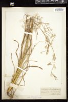 Thumbnail for <i>Andropogon brachystachyus</i> <i></i> …