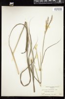 Thumbnail for <i>Andropogon gerardii</i> <i></i> …