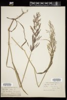 Thumbnail for <i>Agrostis gigantea</i> <i></i> …