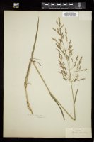 Thumbnail for <i>Agrostis gigantea</i> <i></i> …