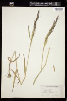 Thumbnail for <i>Agrostis stolonifera</i> <i></i> …