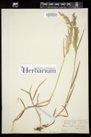 Thumbnail for <i>Agrostis stolonifera</i> <i></i> …