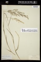 Thumbnail for <i>Agrostis alba</i> <i></i> …