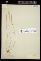 Thumbnail for <i>Agrostis capillaris</i> <i></i> …