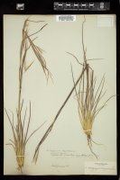 Thumbnail for <i>Andropogon virginicus</i> <i></i> …