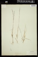 Thumbnail for <i>Aristida gracilis</i> <i></i> …