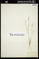 Thumbnail for <i>Aristida gracilis</i> <i></i> …