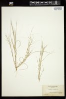 Thumbnail for <i>Aristida oligantha</i> <i></i> …