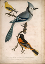 Thumbnail for 1. Corvus cristatus; …