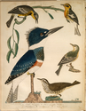 Thumbnail for 1. Belted kingfisher; …