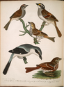 Thumbnail for 1. Swamp sparrow; …