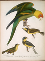 Thumbnail for 1. Carolina parrot; …