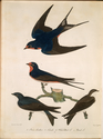 Thumbnail for 1. Barn swallow; …
