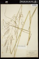 Thumbnail for <i>Deschampsia cespitosa</i> <i></i> …