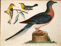 Thumbnail for 1. Passenger pigeon; …