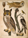 Thumbnail for 1. Great horned …
