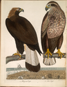 Thumbnail for 1. Ring-tail eagle; …