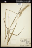 Thumbnail for <i>Elymus canadensis</i> <i></i> …